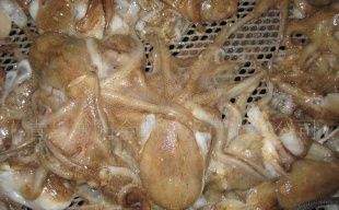 昆山市張浦鎮(zhèn)菊新水產(chǎn)冷凍批發(fā)部 連接全球的水產(chǎn)品批發(fā)樞紐