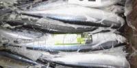 進口三陸產(chǎn)秋刀魚批發(fā)指南 70尾10kg鮮活水產(chǎn)品采購優(yōu)勢