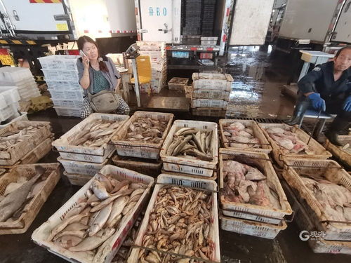 青島海鮮自由季 梭子蟹價格“跳水”，日用百貨銷售升溫